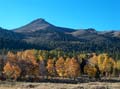 Fall Foliage