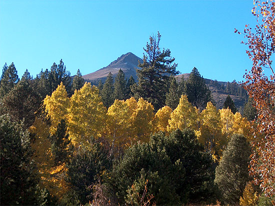 Burst of Yellow