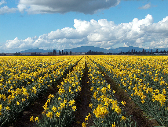 Daffodil Rows