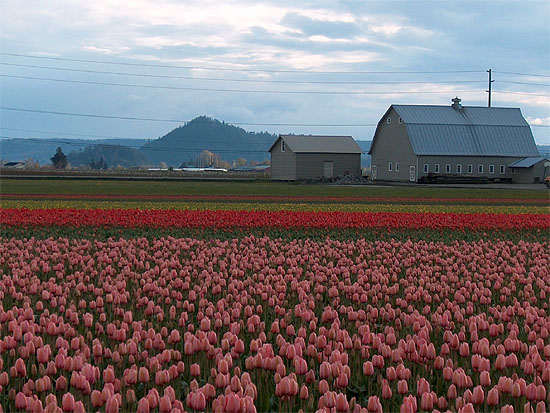 Gray Barn