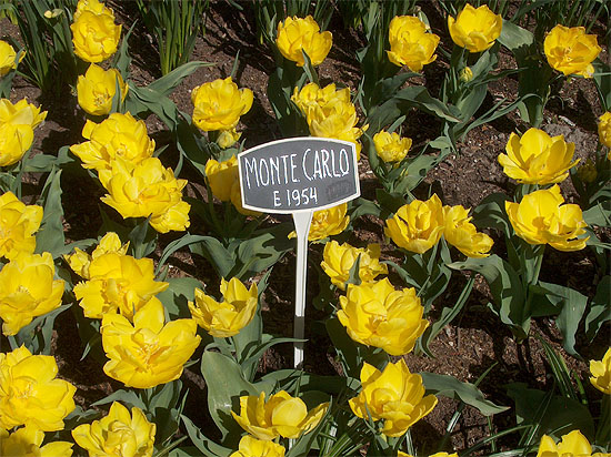 Monte Carlo
