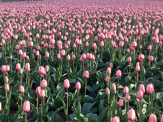 Pink Tulip Sea