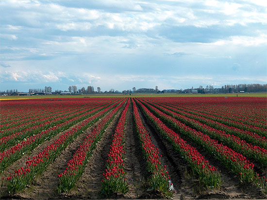 Red Tulip Rows