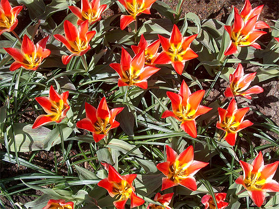 Star Tulips