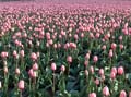 Pink Tulip Sea