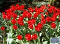 Red Impression