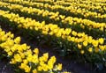 Yellow Tulips