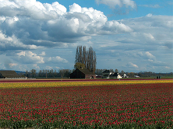 Tulip Barn