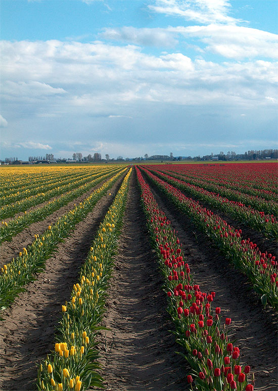 Yellow & Red