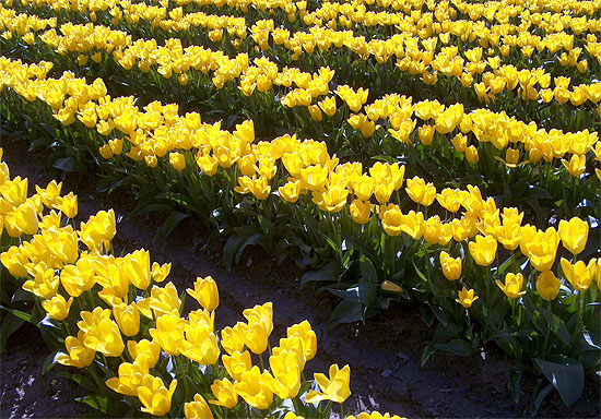 Yellow Tulips