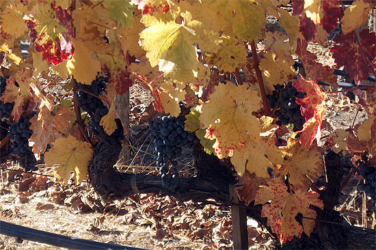 Fall Grapes