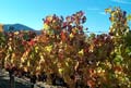 Fall Grape Vines