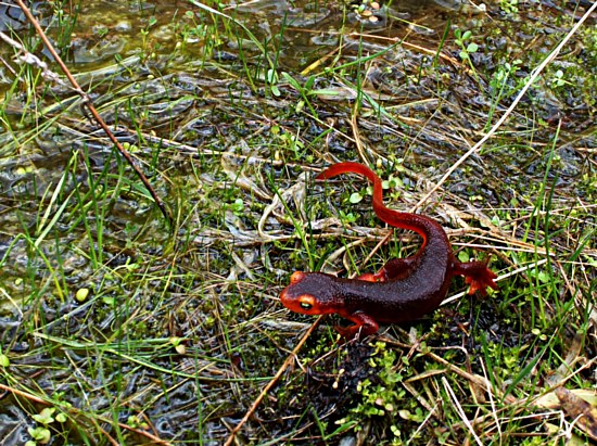 Little Red