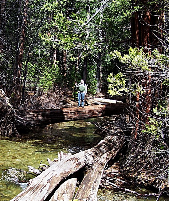 Nate On A Log