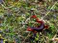 Little Red