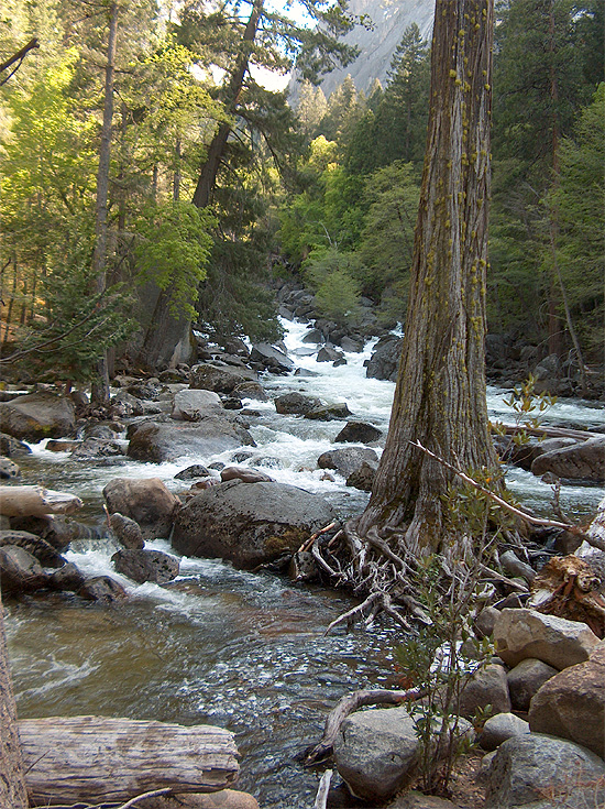 Tree in a Creek