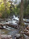 Tree in a Creek