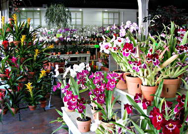 orchid_sale